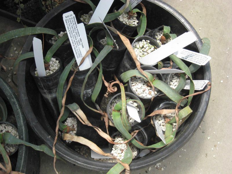 welwitschia m.jpg